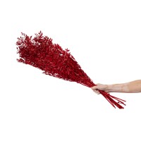 Ruscus stabilisé│vente aux pros│Grossiste en végétaux stabilisées