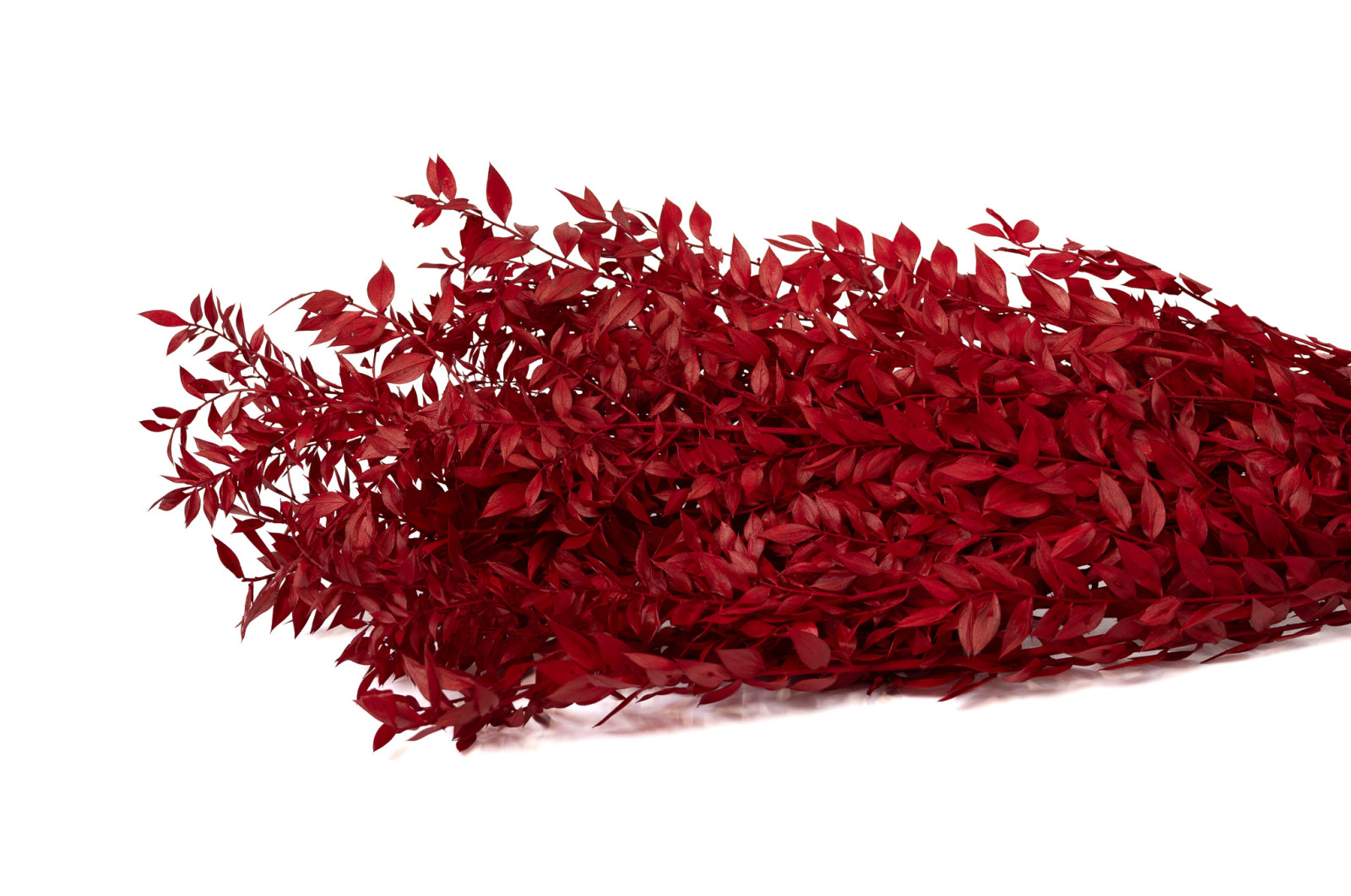Ruscus stabilisé│vente aux pros│Grossiste en végétaux stabilisées