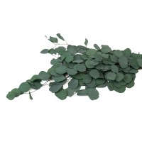 PHOCEALYS │Eucalyptus populus stabilisé │vente aux pros│Grossiste
