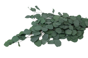 PHOCEALYS │Eucalyptus populus stabilisé │vente aux pros│Grossiste
