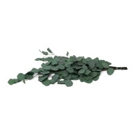PHOCEALYS │Eucalyptus populus stabilisé │vente aux pros│Grossiste