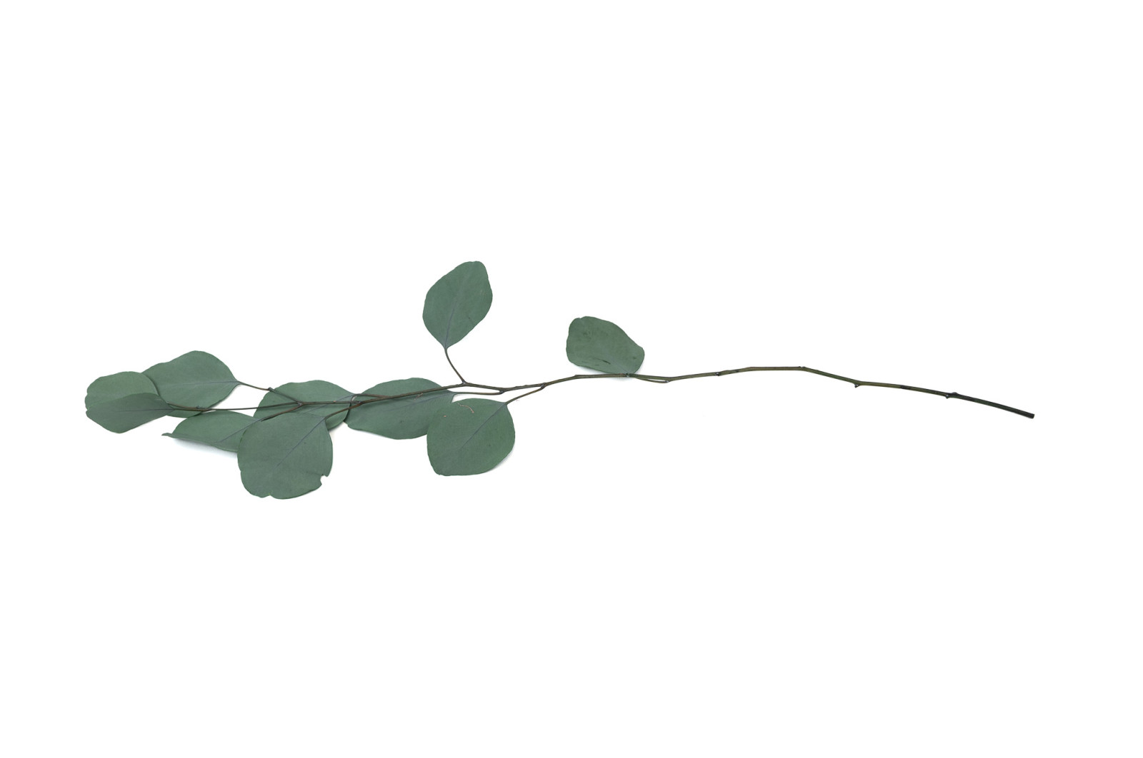 PHOCEALYS │Eucalyptus populus stabilisé │vente aux pros│Grossiste
