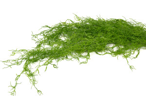 Chute de Tillandsia artificielle - Phocealys Grossiste végétaux artificiels
