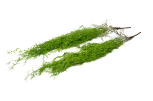 Chute de Tillandsia artificielle - Phocealys Grossiste végétaux artificiels
