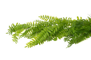 Chute de corn fern artificielle - Phocealys Grossiste déco végétale