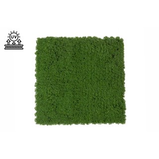 PHOCEALYS│Künstliches Moos-Einzelarten-Panel│Großhandel