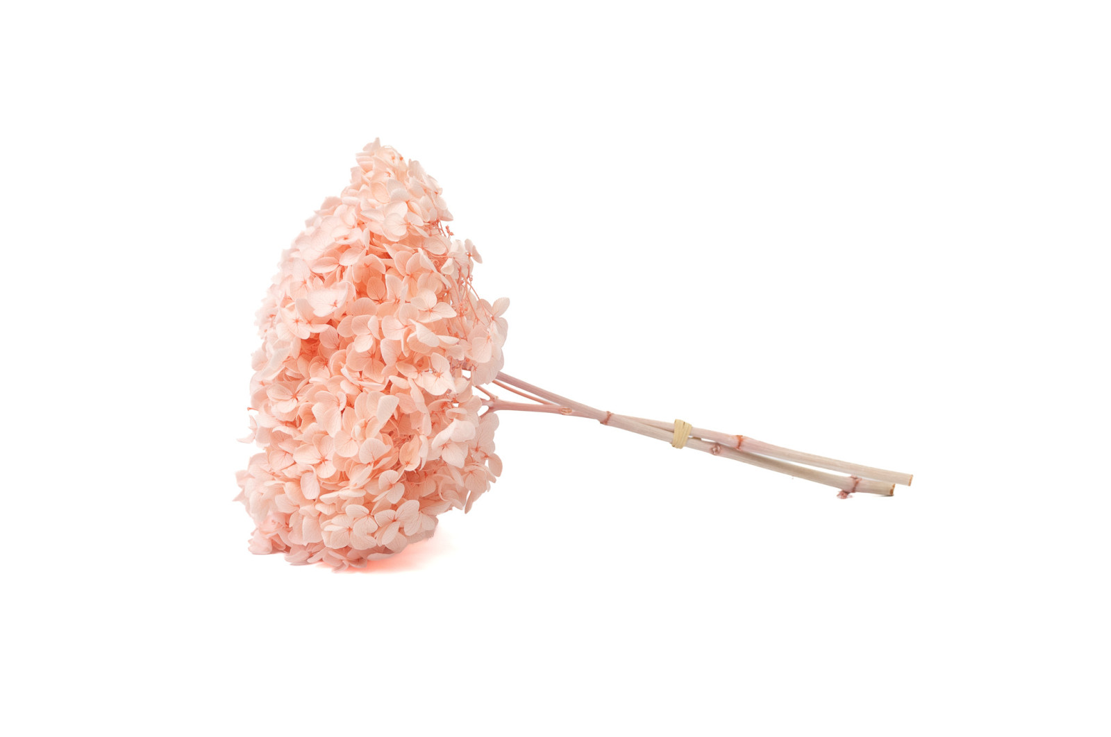 Hortensia stabilisé Anna│vente aux pros│Grossiste en végétaux stabilisées