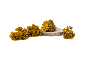 PHOCEALYS │Hortensia stabilisé en branches│vente aux pros│Grossiste