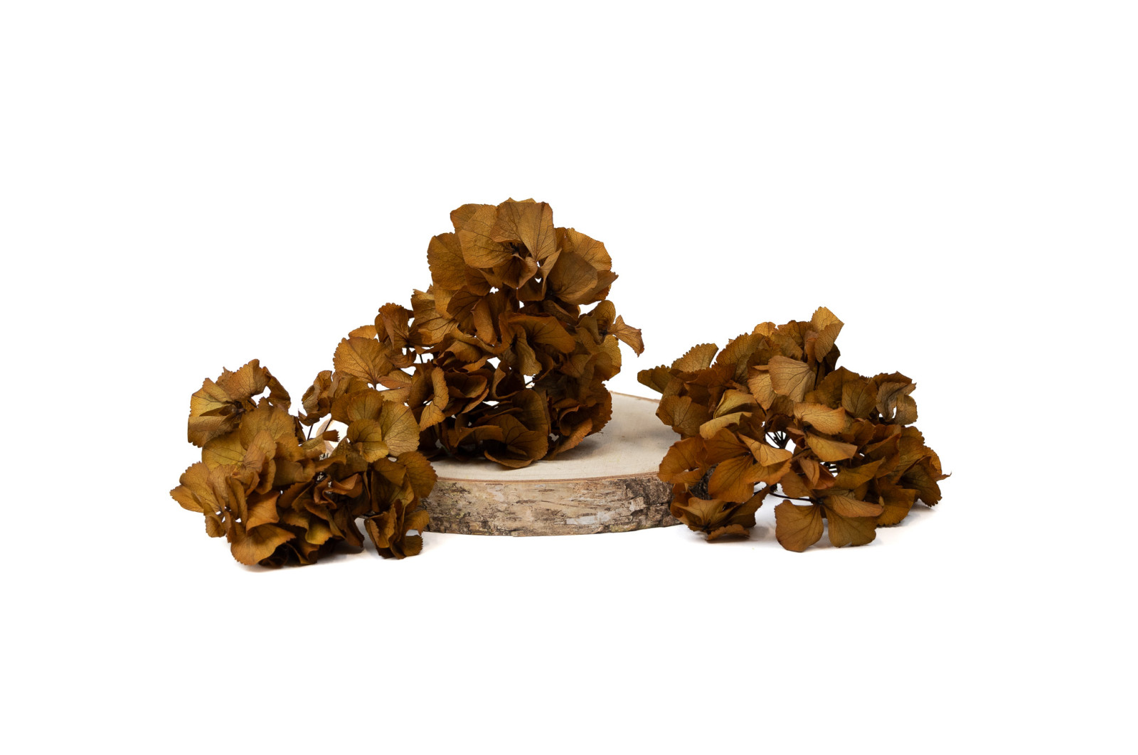 PHOCEALYS │Hortensia stabilisé en branches│vente aux pros│Grossiste