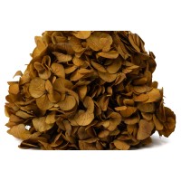 PHOCEALYS│Hortensia stabilisé│vente aux pros│Grossiste en végétaux stabilisées