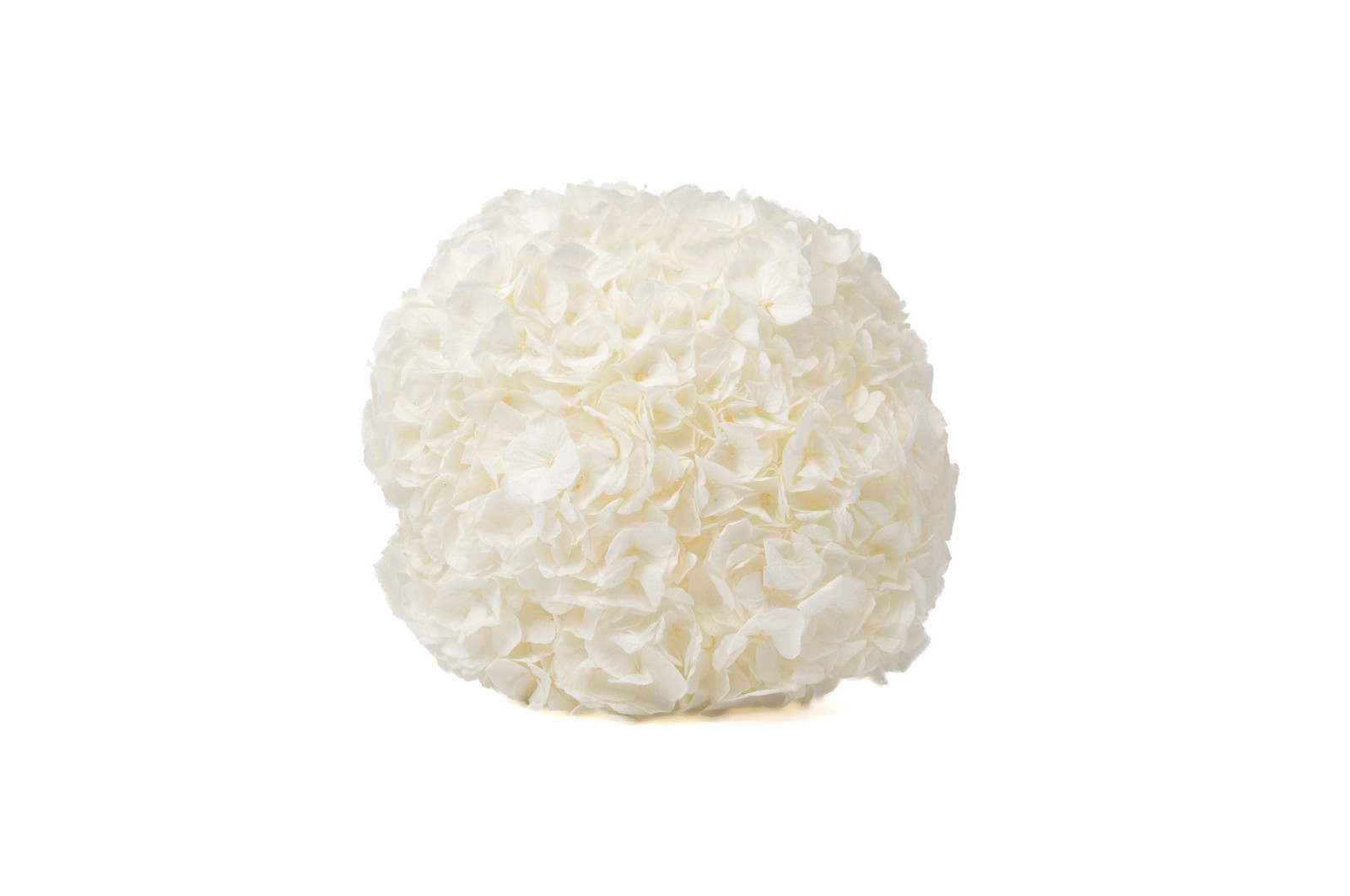 PHOCEALYS│Hortensia Kiara stabilisé Ø 14-20 cm│vente aux pros│Grossiste en végétaux stabilisées