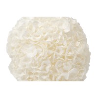 PHOCEALYS│Hortensia Kiara stabilisé Ø 14-20 cm│vente aux pros│Grossiste en végétaux stabilisées