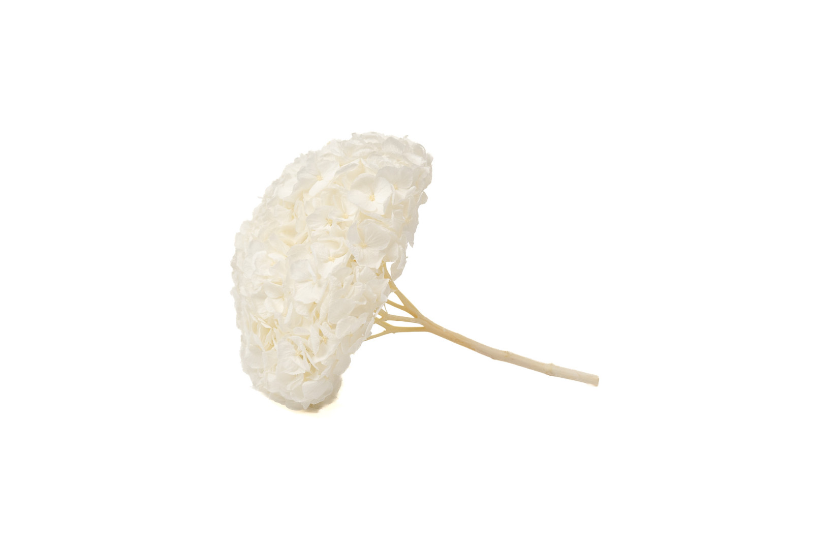 PHOCEALYS│Hortensia Kiara stabilisé Ø 14-20 cm│vente aux pros│Grossiste en végétaux stabilisées