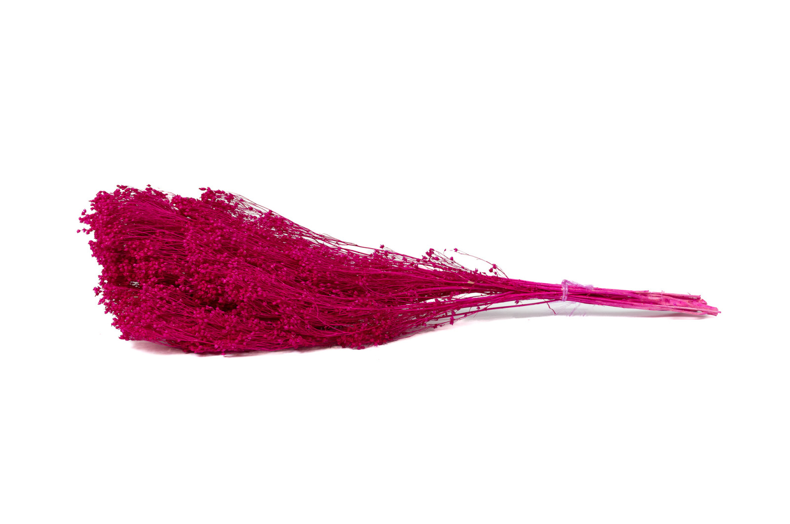 PHOCEALYS │Broom bloom sec│vente aux pros│Grossiste en fleurs séchées