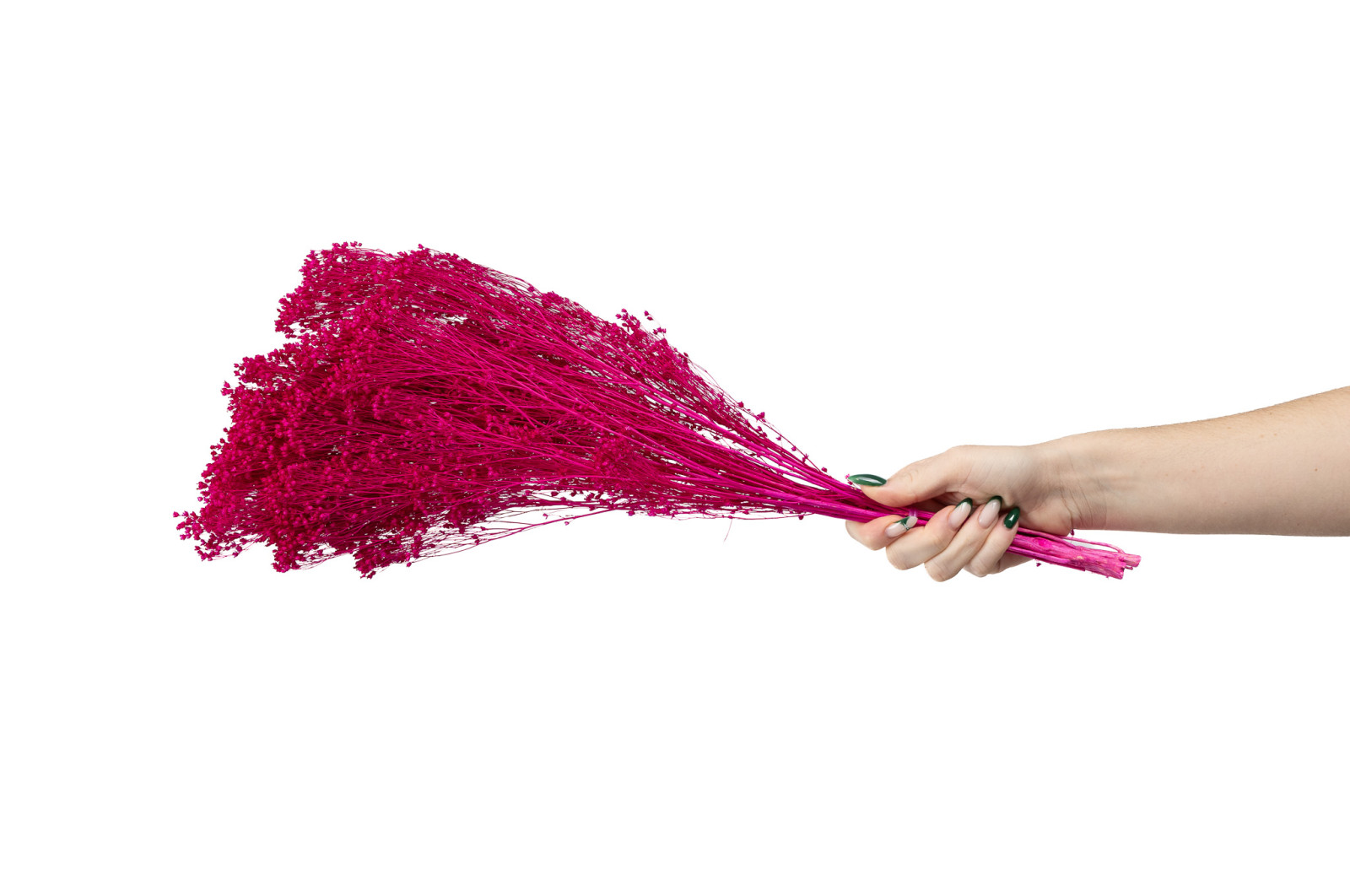 PHOCEALYS │Broom bloom sec│vente aux pros│Grossiste en fleurs séchées