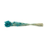 Phalaris sec│vente aux pros│Grossiste en fleurs séchées