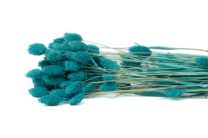 Phalaris sec│vente aux pros│Grossiste en fleurs séchées