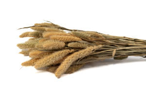 PHOCEALYS │Setaria sec│vente aux pros│Grossiste en fleurs séchées
