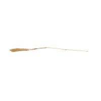 PHOCEALYS │Setaria sec│vente aux pros│Grossiste en fleurs séchées
