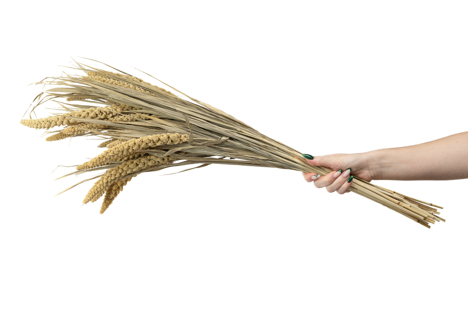 PHOCEALYS │Setaria panicum sec│vente aux pros│Grossiste en fleurs séchées