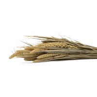 PHOCEALYS │Setaria panicum sec│vente aux pros│Grossiste en fleurs séchées