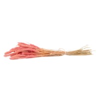 PHOCEALYS │Setaria sec│vente aux pros│Grossiste en fleurs séchées