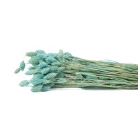 Phalaris sec│vente aux pros│Grossiste en fleurs séchées