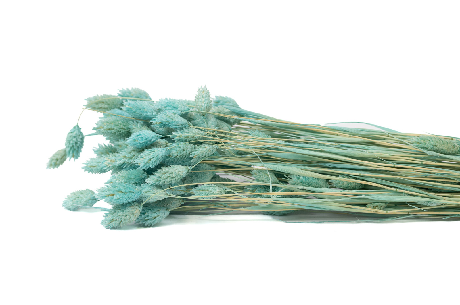 Phalaris sec│vente aux pros│Grossiste en fleurs séchées