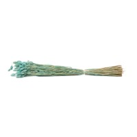Phalaris sec│vente aux pros│Grossiste en fleurs séchées