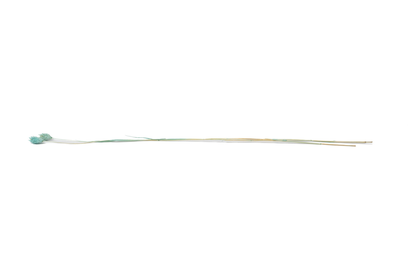 Phalaris sec│vente aux pros│Grossiste en fleurs séchées
