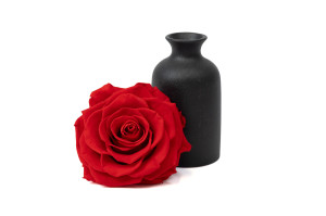 PHOCEALYS │Têtes de roses stabilisées  XXL - 1 tête│vente aux pros│Grossiste