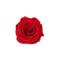 PHOCEALYS │Têtes de roses stabilisées  XXL - 1 tête│vente aux pros│Grossiste