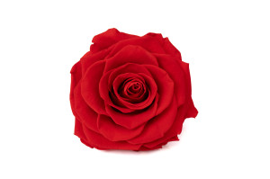 PHOCEALYS │Têtes de roses stabilisées  XXL - 1 tête│vente aux pros│Grossiste