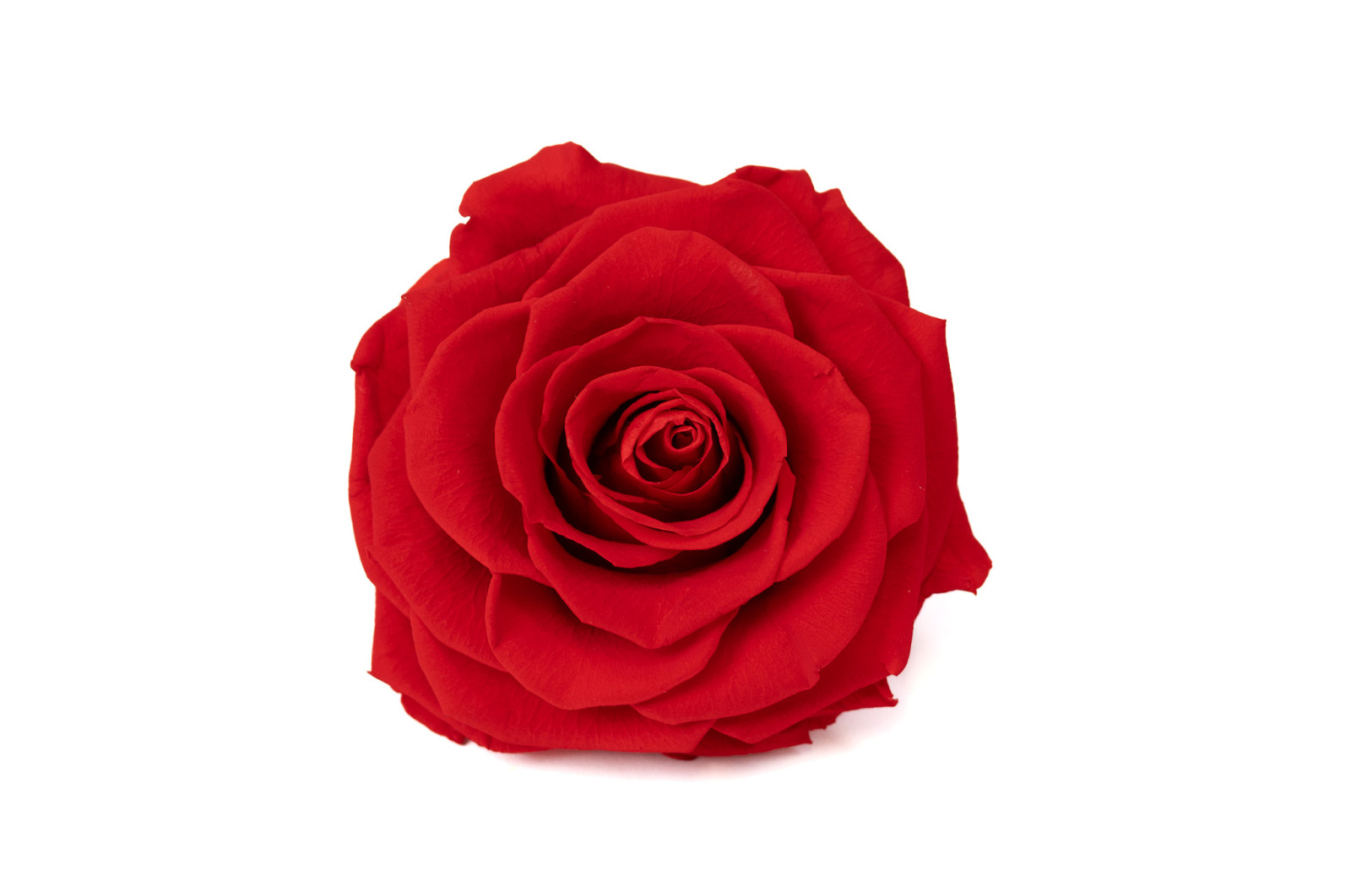 PHOCEALYS │Têtes de roses stabilisées  XXL - 1 tête│vente aux pros│Grossiste