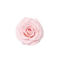 PHOCEALYS │Têtes de roses stabilisées  XXL - 1 tête│vente aux pros│Grossiste