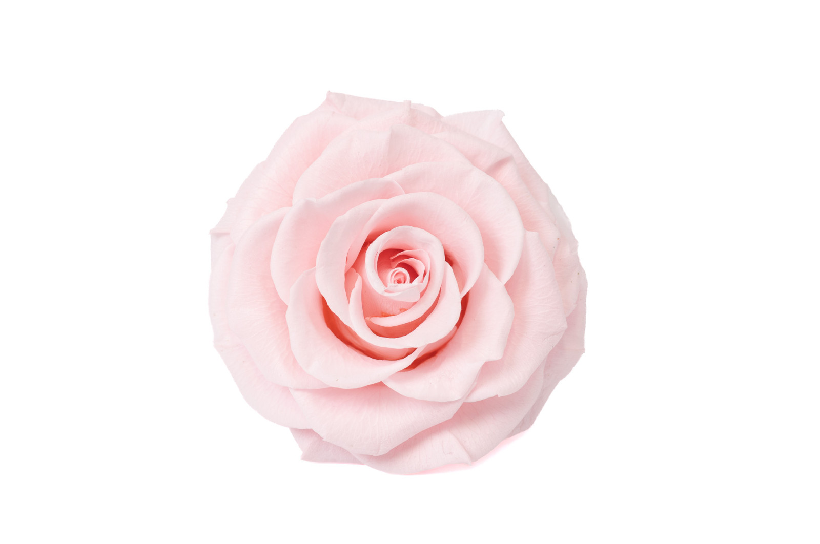 PHOCEALYS │Têtes de roses stabilisées  XXL - 1 tête│vente aux pros│Grossiste