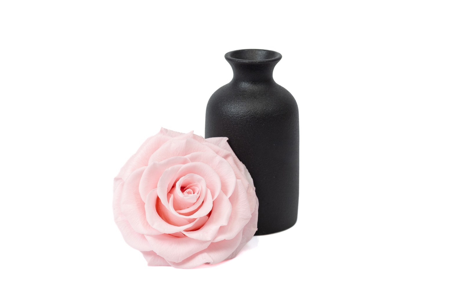 PHOCEALYS │Têtes de roses stabilisées  XXL - 1 tête│vente aux pros│Grossiste