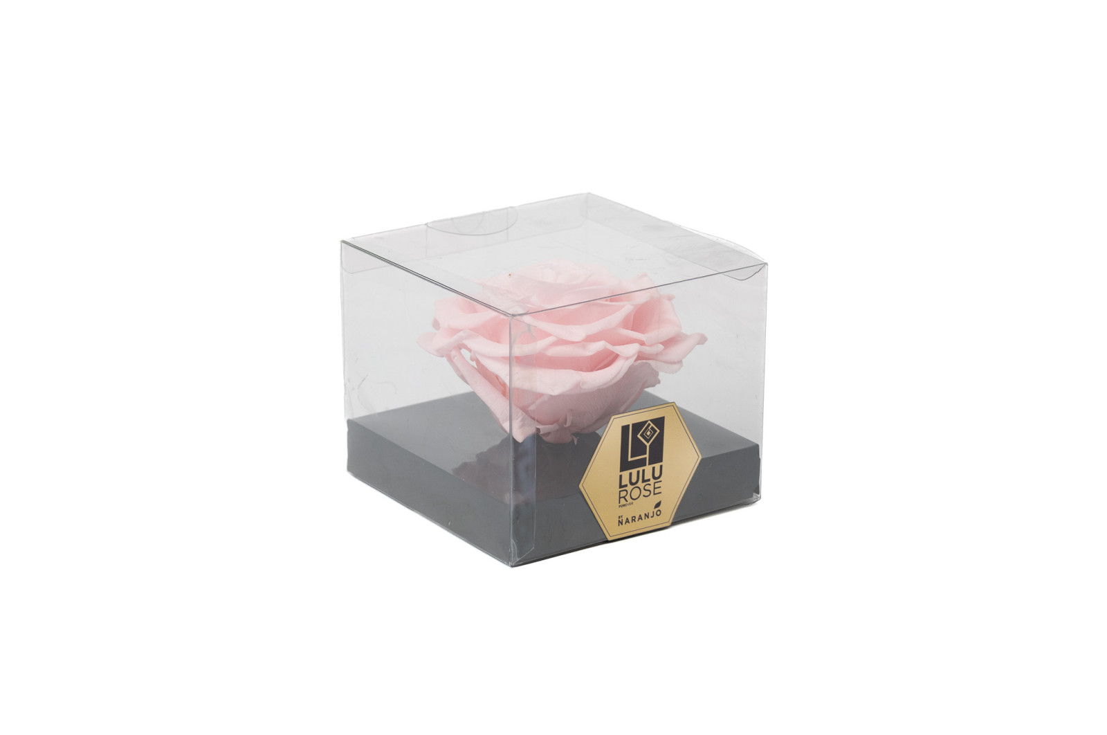 PHOCEALYS │Têtes de roses stabilisées  XXL - 1 tête│vente aux pros│Grossiste