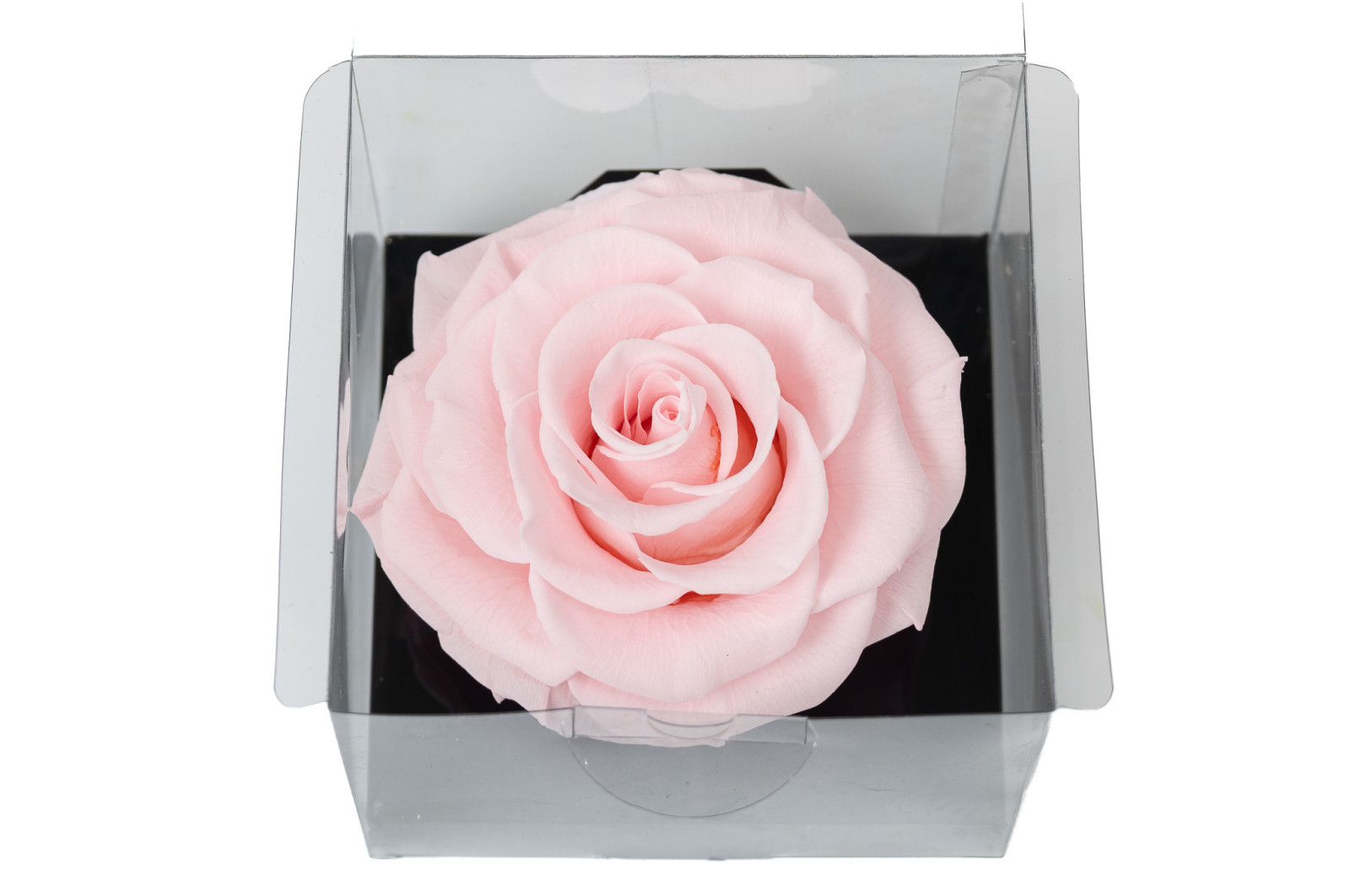 PHOCEALYS │Têtes de roses stabilisées  XXL - 1 tête│vente aux pros│Grossiste