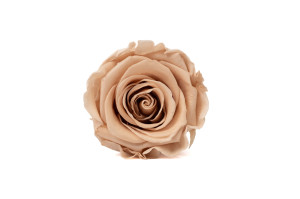PHOCEALYS │Têtes de roses Kiara stabilisées L │vente aux pros│Grossiste