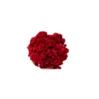 PHOCEALYS│Hortensia Kiara stabilisé Ø 10-14 cm│vente aux pros│Grossiste en végétaux stabilisées