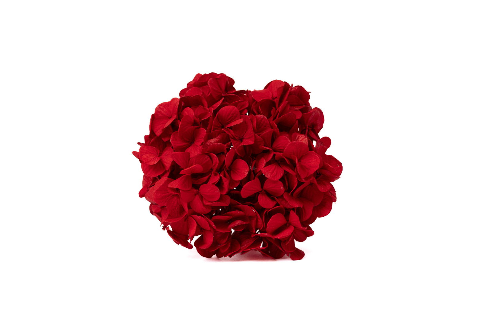 PHOCEALYS│Hortensia Kiara stabilisé Ø 10-14 cm│vente aux pros│Grossiste en végétaux stabilisées