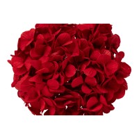 PHOCEALYS│Hortensia Kiara stabilisé Ø 10-14 cm│vente aux pros│Grossiste en végétaux stabilisées