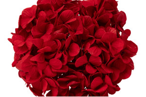 PHOCEALYS│Hortensia Kiara stabilisé Ø 10-14 cm│vente aux pros│Grossiste en végétaux stabilisées