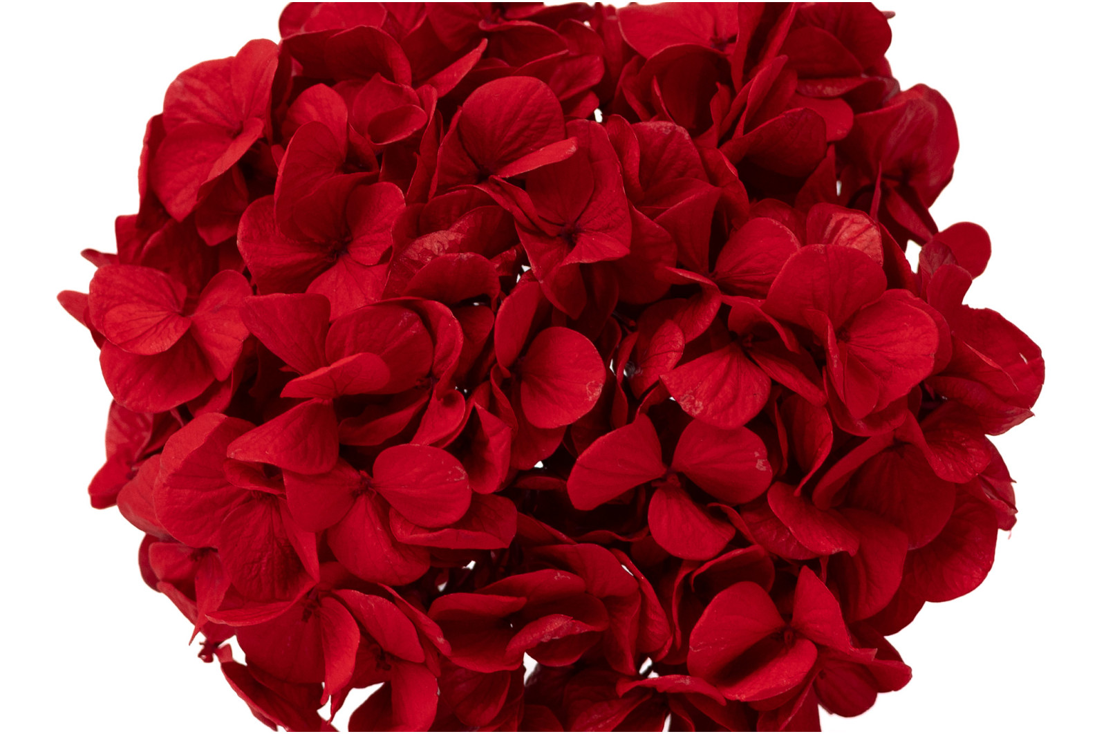 PHOCEALYS│Hortensia Kiara stabilisé Ø 10-14 cm│vente aux pros│Grossiste en végétaux stabilisées