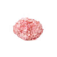 PHOCEALYS│Hortensia Kiara stabilisé Ø 14-20 cm│vente aux pros│Grossiste en végétaux stabilisées
