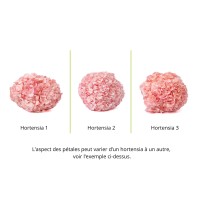 PHOCEALYS│Hortensia Kiara stabilisé Ø 14-20 cm│vente aux pros│Grossiste en végétaux stabilisées