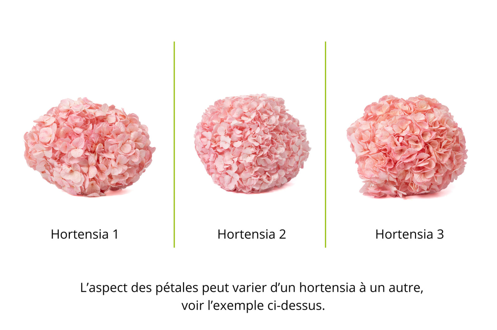 PHOCEALYS│Hortensia Kiara stabilisé Ø 14-20 cm│vente aux pros│Grossiste en végétaux stabilisées