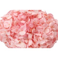 PHOCEALYS│Hortensia Kiara stabilisé Ø 14-20 cm│vente aux pros│Grossiste en végétaux stabilisées