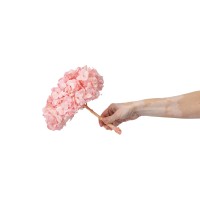 PHOCEALYS│Hortensia Kiara stabilisé Ø 14-20 cm│vente aux pros│Grossiste en végétaux stabilisées